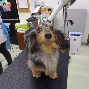 ダックス