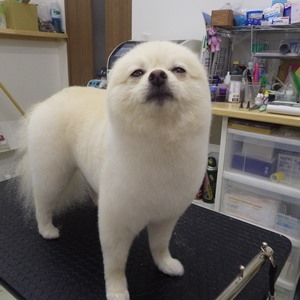 ポメラニアン