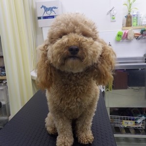プードル