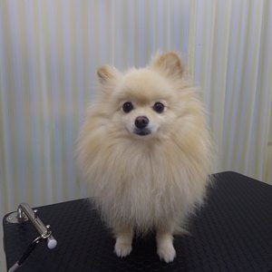 ポメラニアン
