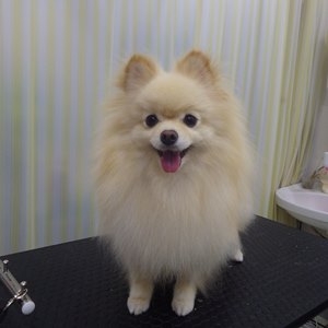 ポメラニアン