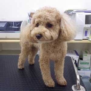 プードル