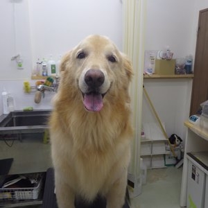 ゴールデンレトリバー