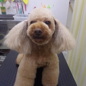 プードル