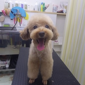 プードル