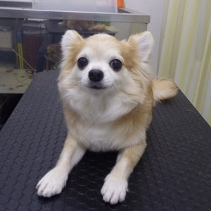 チワワ