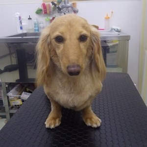 ダックス